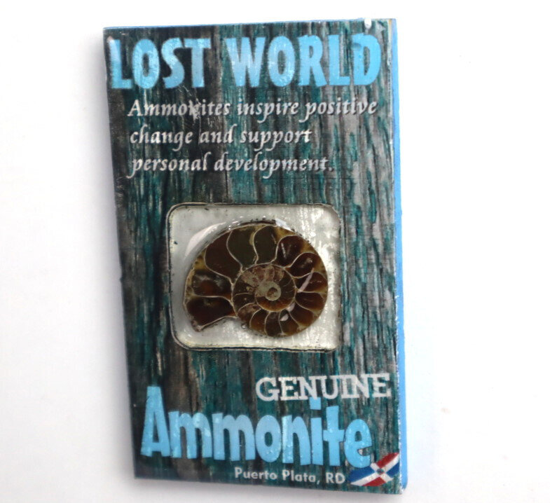 Lost World Ammonite Wood Refrigerator magnet Dominican Rep. Puerto Plata – photo 6