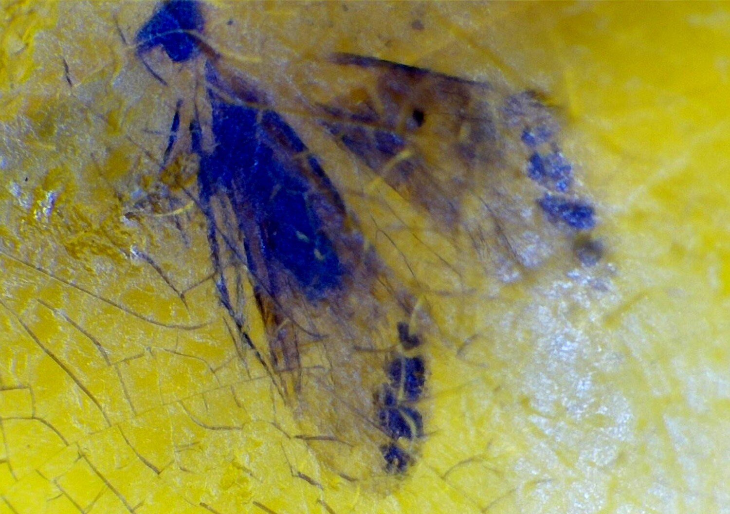 Elegant Fine Moth Inclusion In Amber Fossils/Insects 18mm