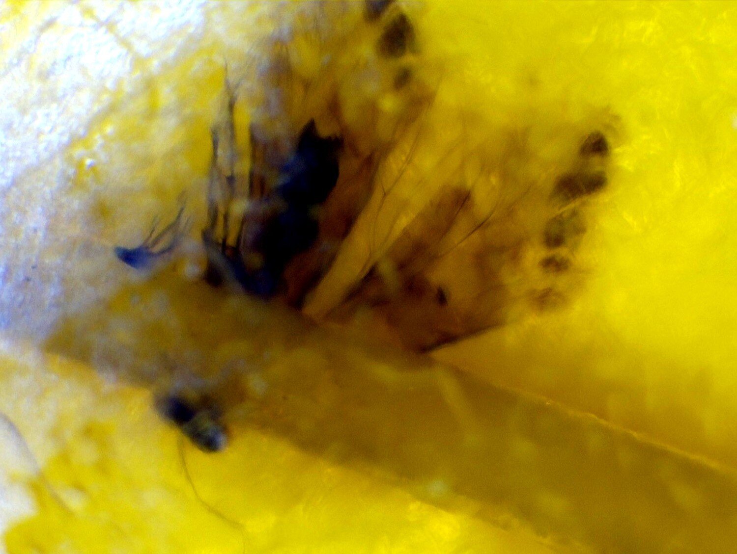 Elegant Fine Moth Inclusion In Amber Fossils/Insects 18mm – photo 4