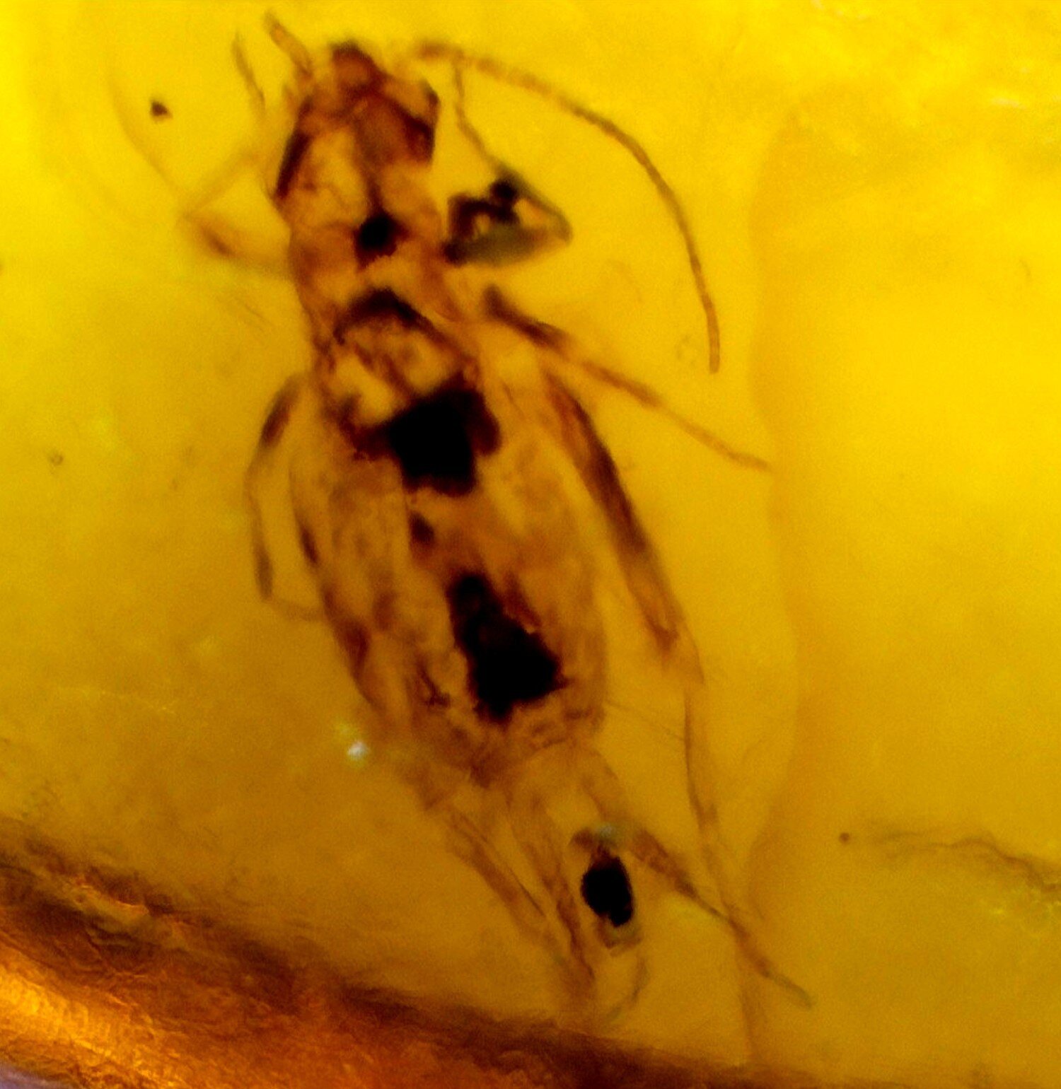 Artisan Polished Mosquito Inclusion In Amber Fossils/Insects 18mm