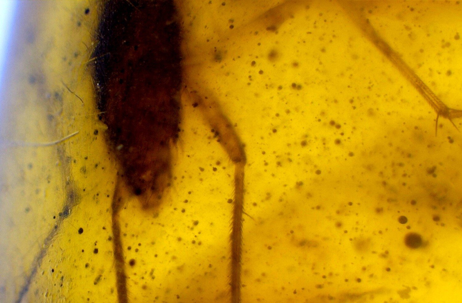 Authentic Beautiful Spider Inclusion In Amber Fossils/Insects 17mm