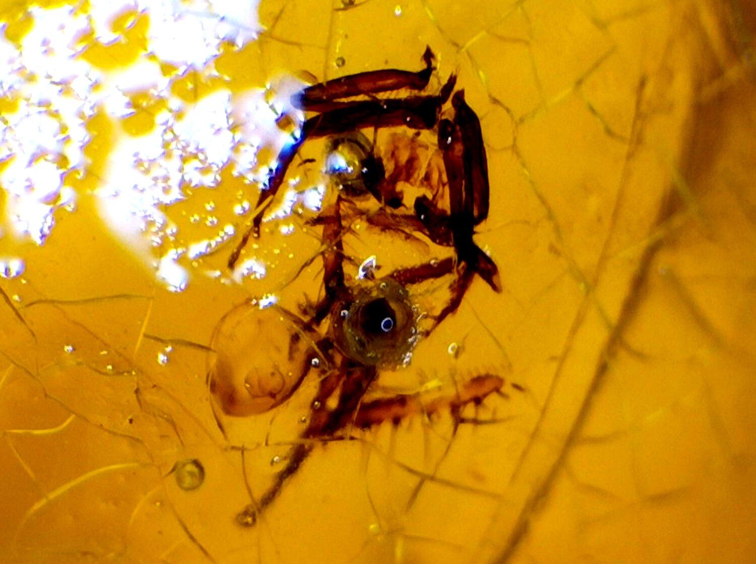 Fine Quality Beetle Inclusion In Amber Fossils/Insects 13mm
