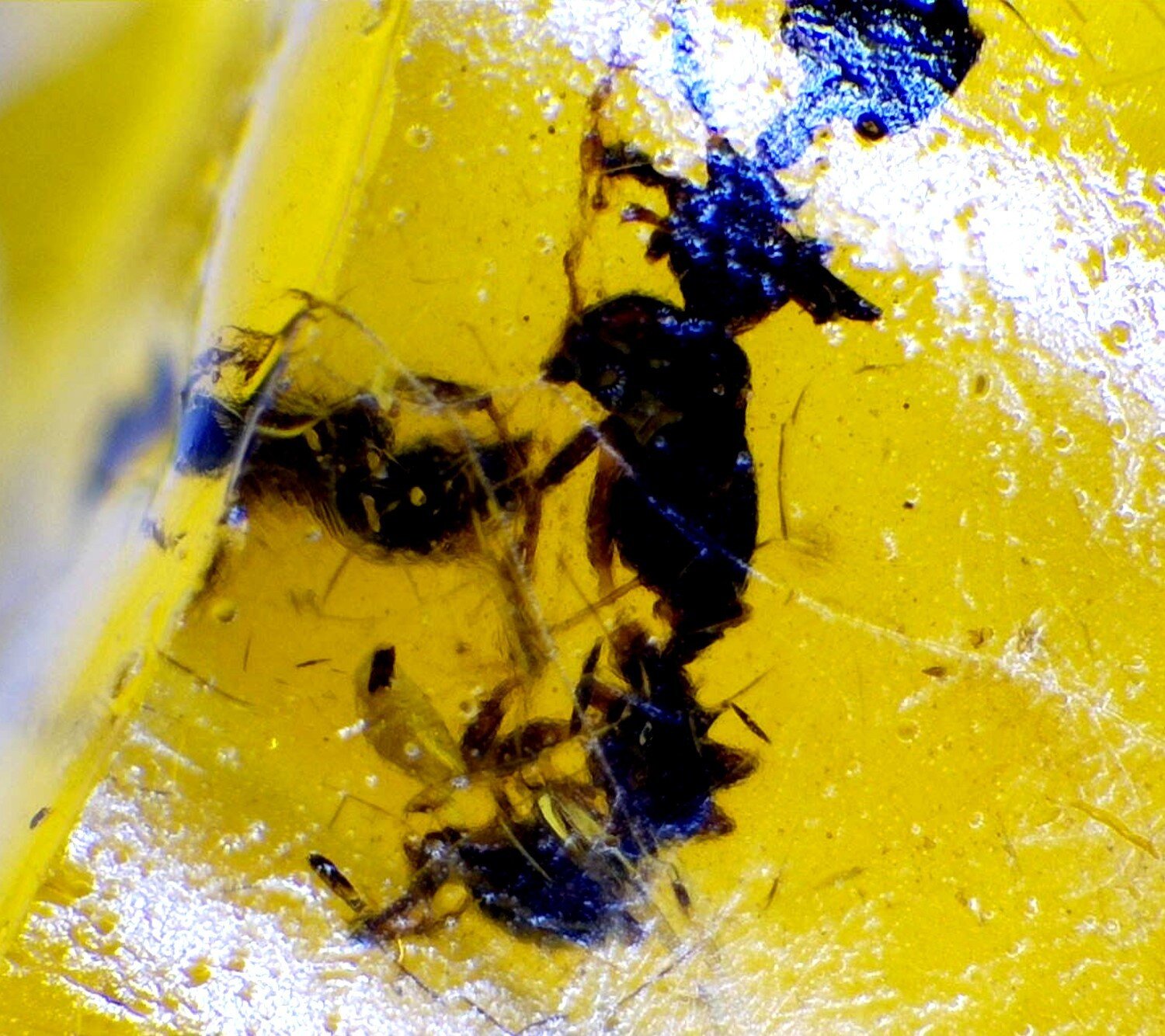 Artisan Polished Ant Inclusion Amber Fossils/Insects 17mm