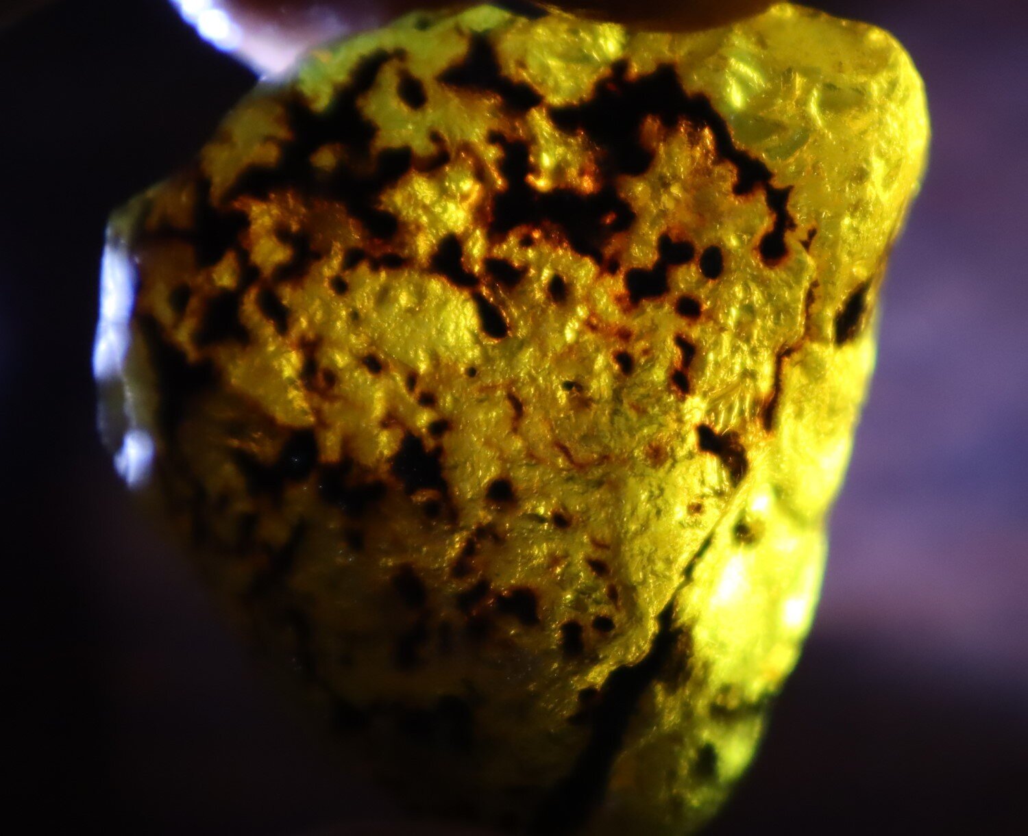 Impressive Natural Dominican Clear Sky Blue Amber Rough Specimen 49mm 26.9g – photo 12