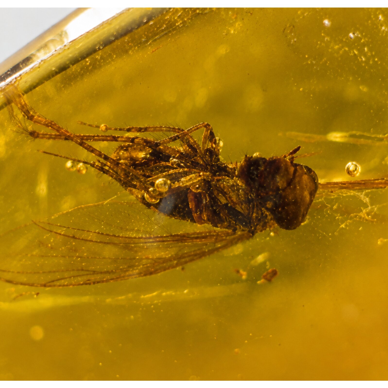 Handmade Clear Mosquito Dominican Amber 925 Sterling Silver Fossils 35mm 3.1g