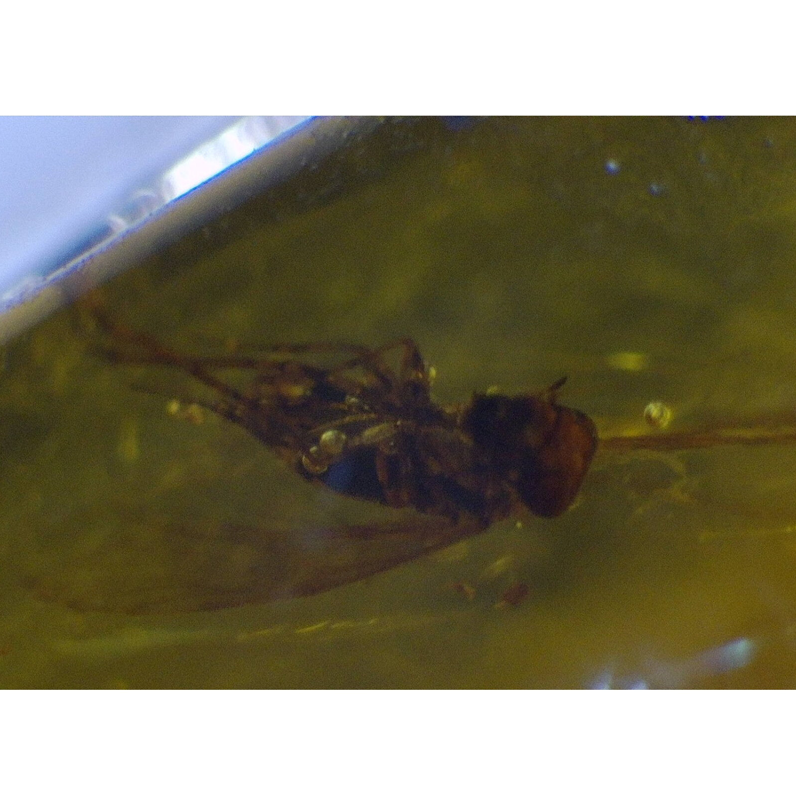 Handmade Clear Mosquito Dominican Amber 925 Sterling Silver Fossils 35mm 3.1g – photo 8