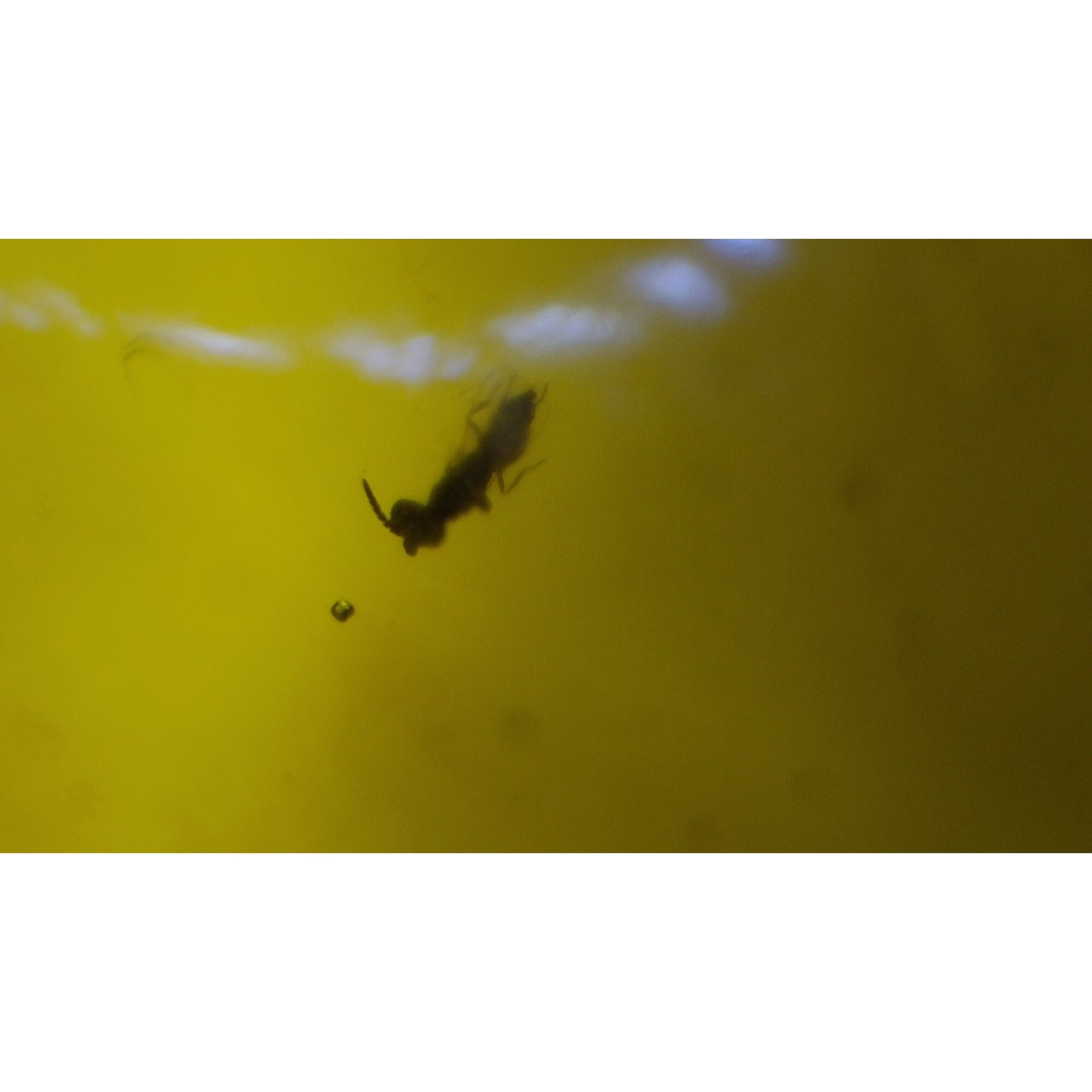 Handmade Clear Ant Dominican Amber 925 Sterling Silver Fossils 34mm 5.1g – photo 5