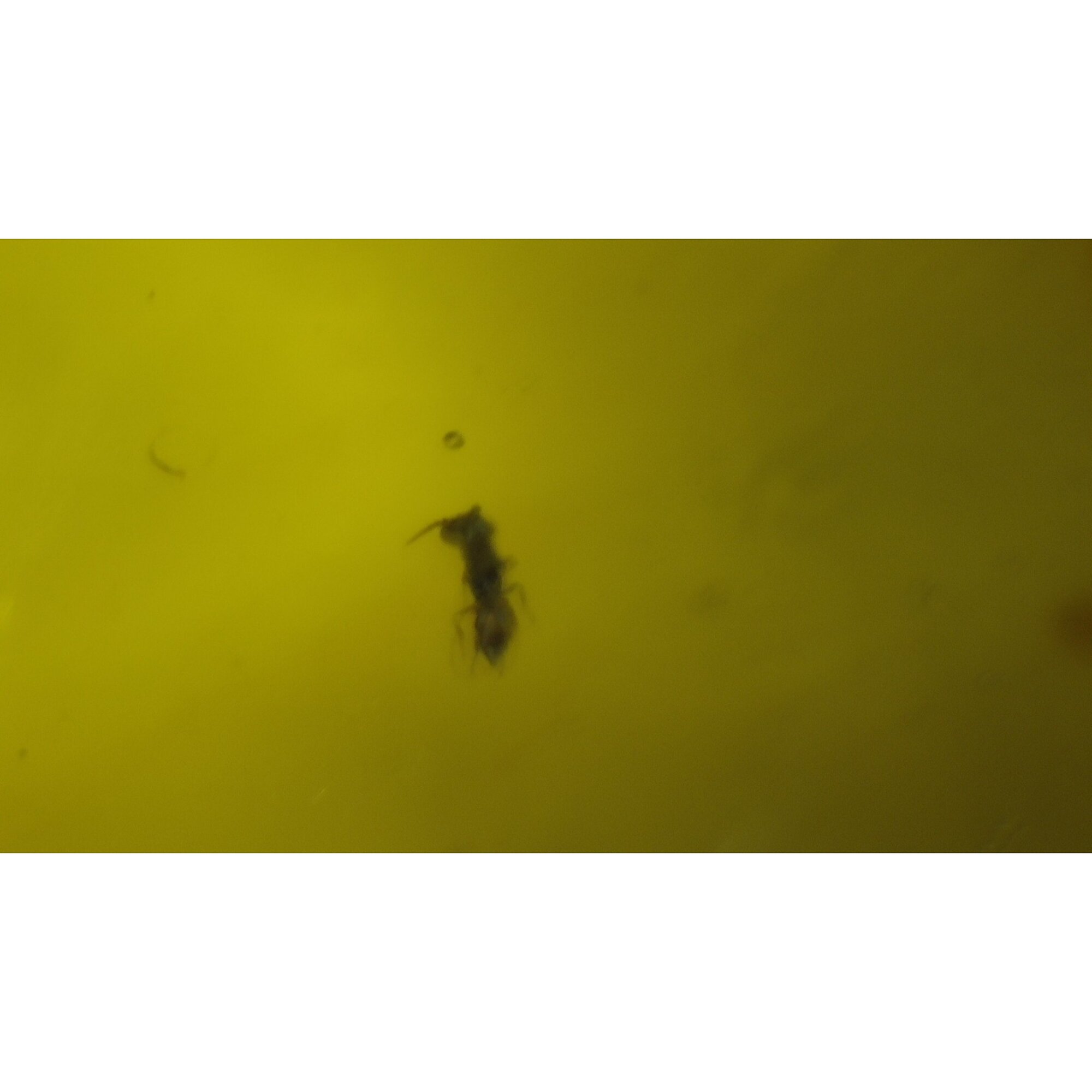 Handmade Clear Ant Dominican Amber 925 Sterling Silver Fossils 34mm 5.1g – photo 6