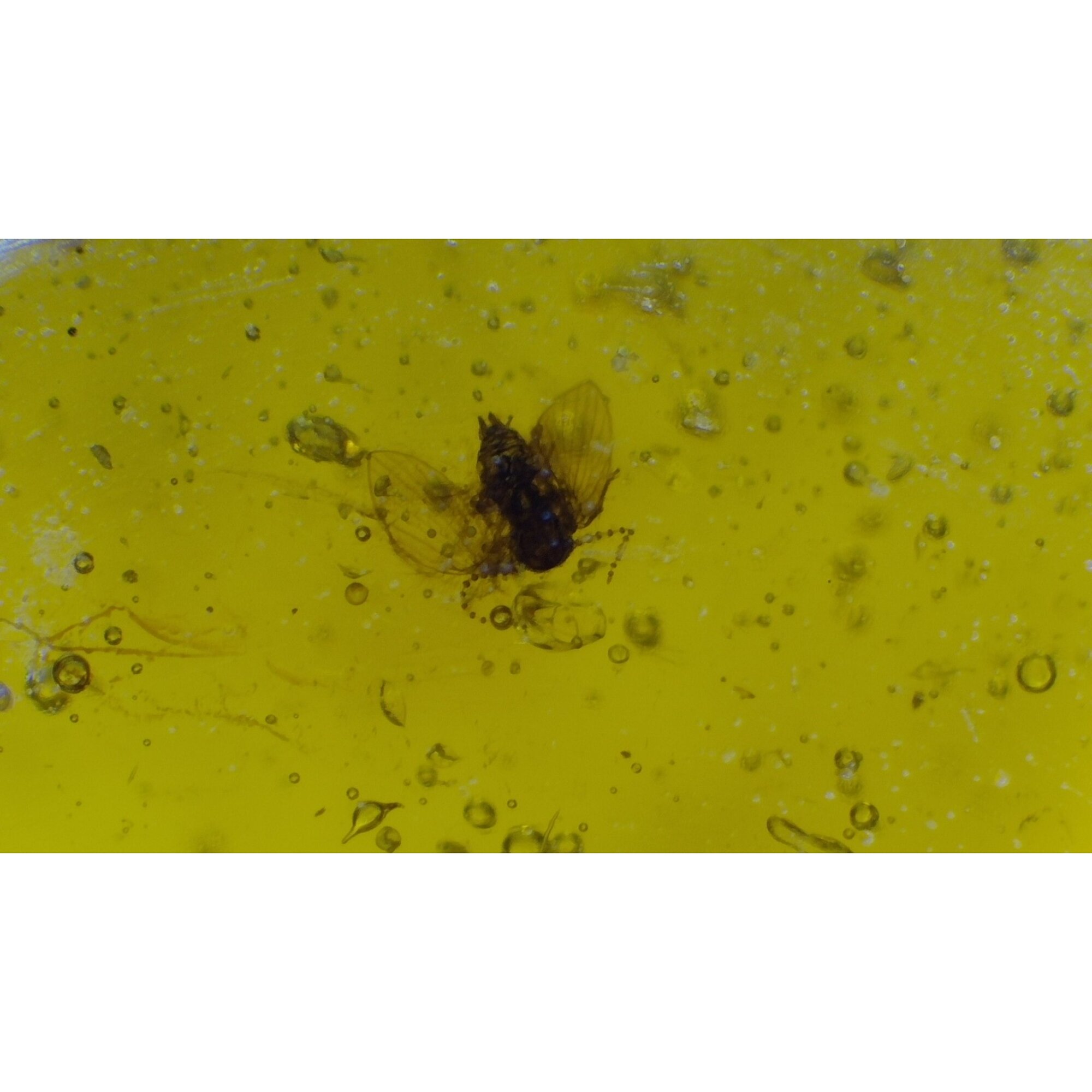 Clear yellow green Natural Dominican Amber teardrop 925 Sterling Pendant 34 mm – photo 8