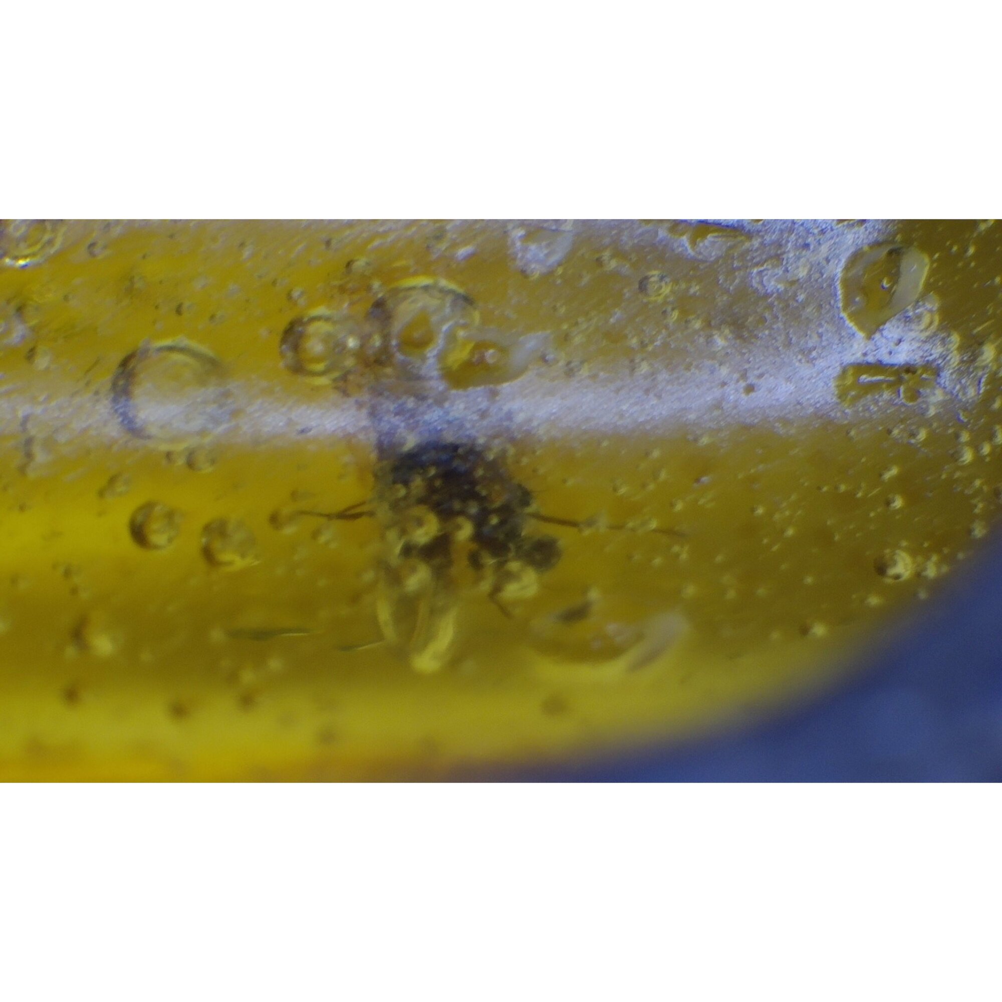 small gnat Inclusion Clear yellow Natural Dominican Amber oval 925 Pendant 34 mm – photo 8