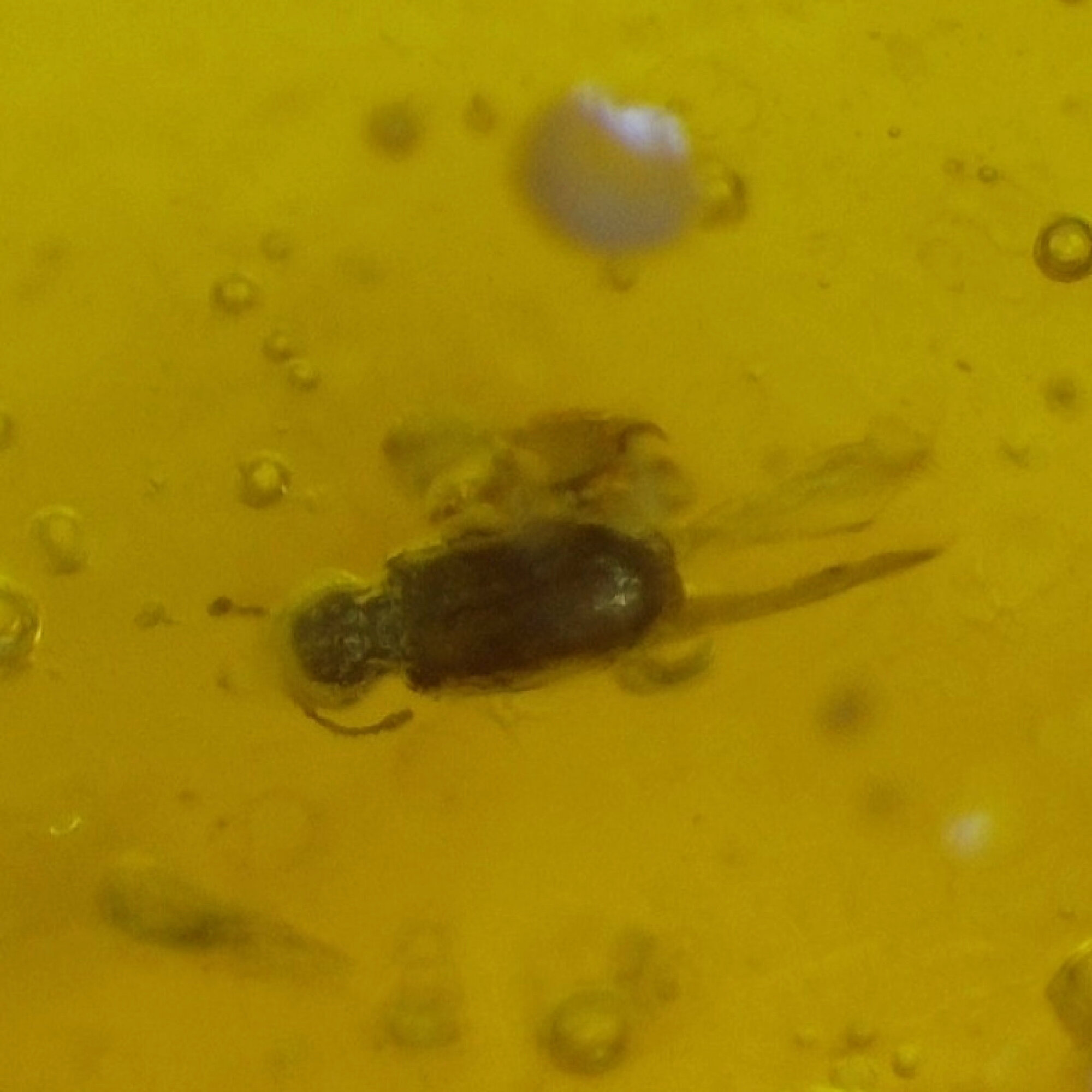 Real yellow orange Dominican amber fly and beetle stone 22mm – photo 5