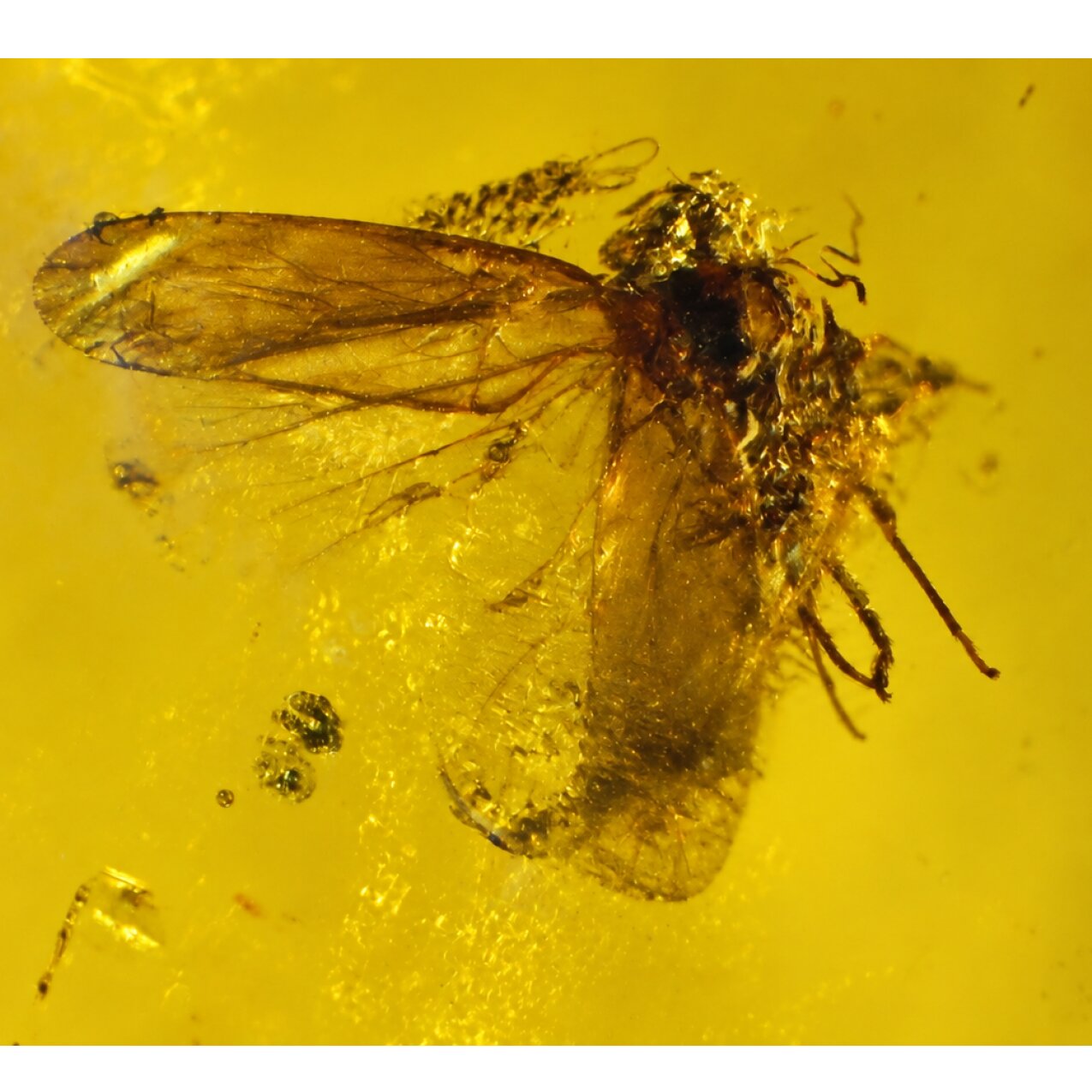 Real yellow Dominican amber small fly stone 26mm