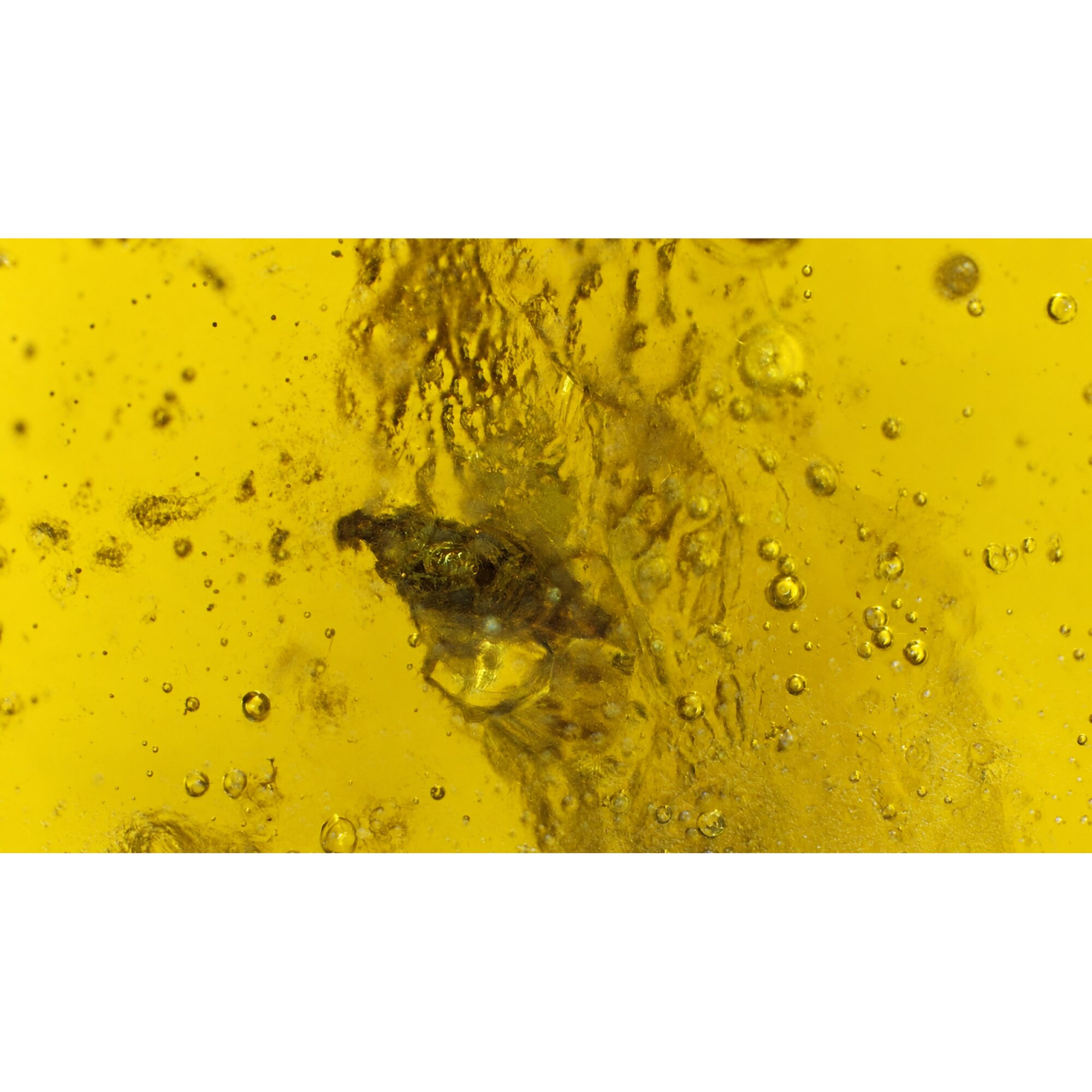 Real yellow Dominican amber insect stone 24mm – photo 3