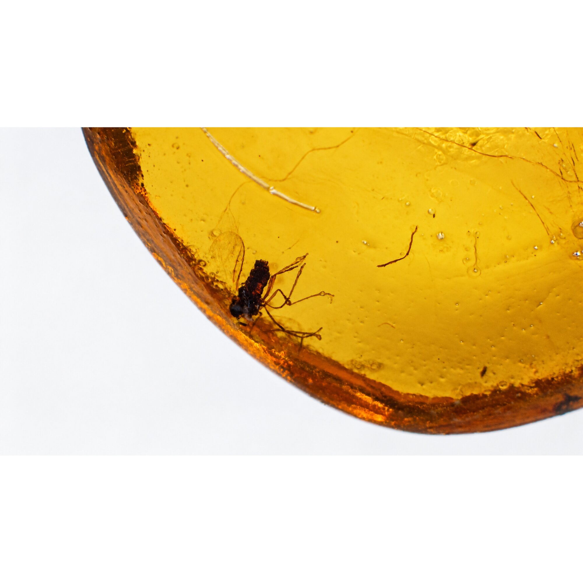 Genuine yellow Dominican amber small wasp and fly insect stone 16mm – photo 4