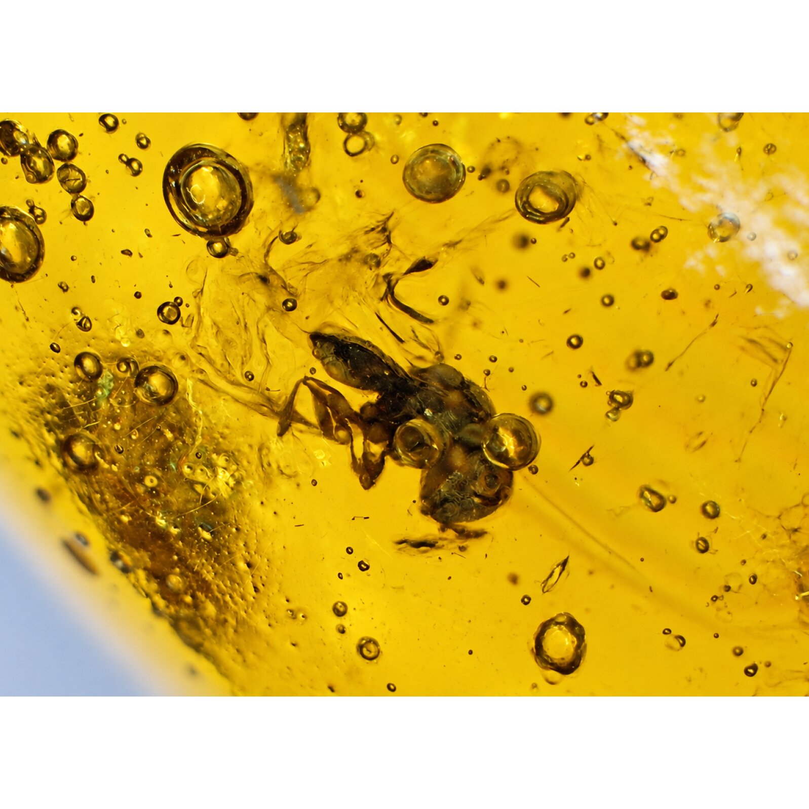 Genuine yellow Dominican amber stone Insect 19mm – photo 3
