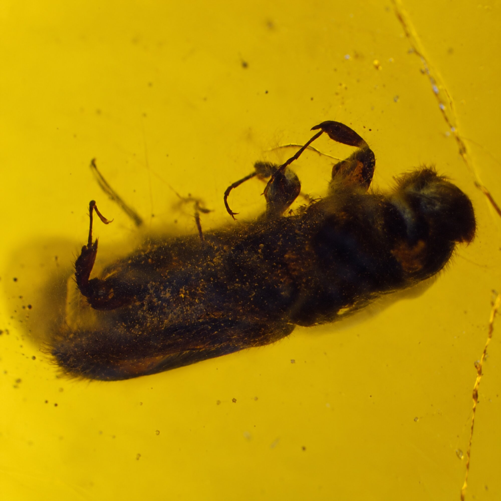 Authentic green yellow polished Dominican amber beetle insect
