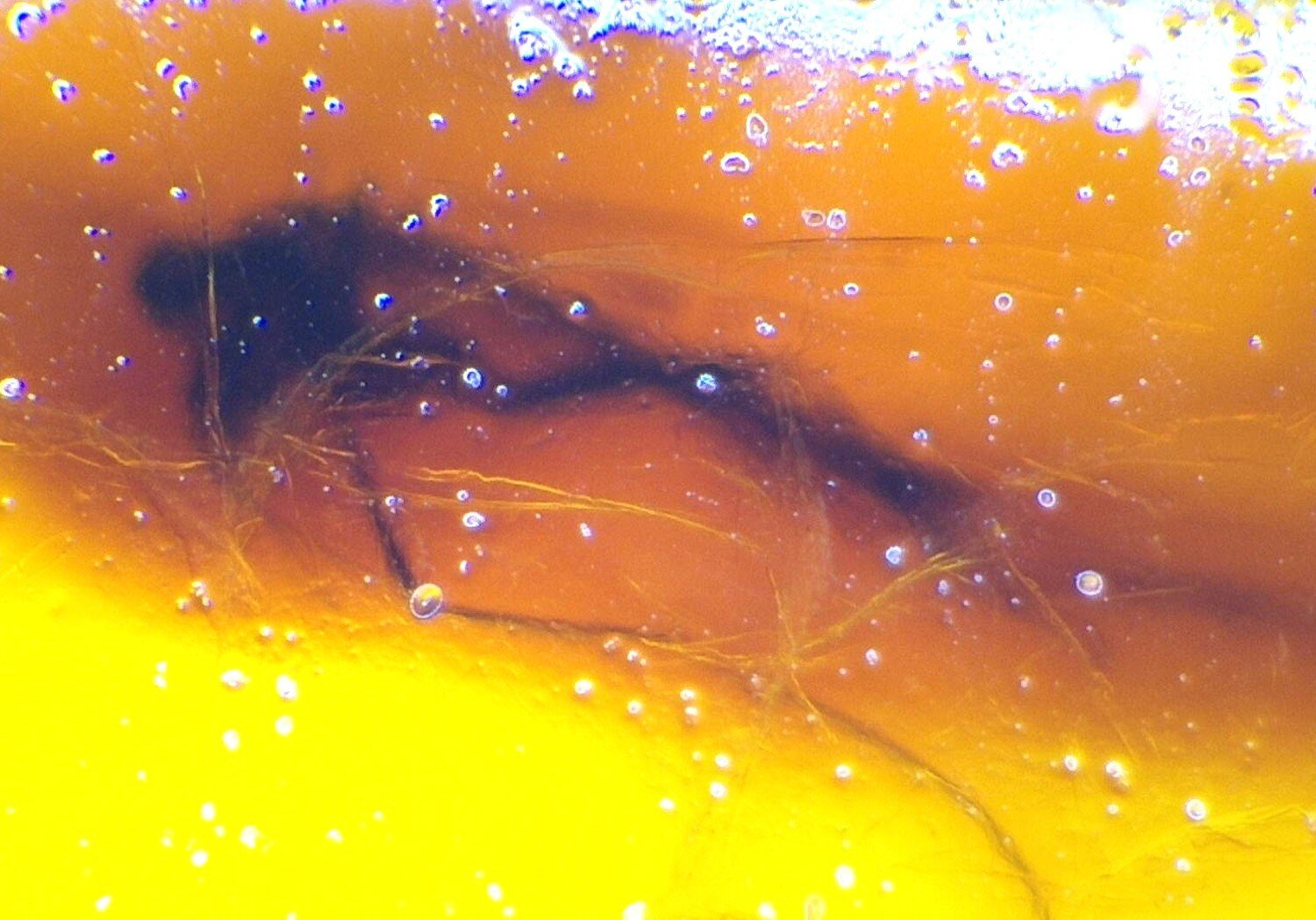 Natural Dominican Amber Insect Fossil – Polished Stone – photo 5