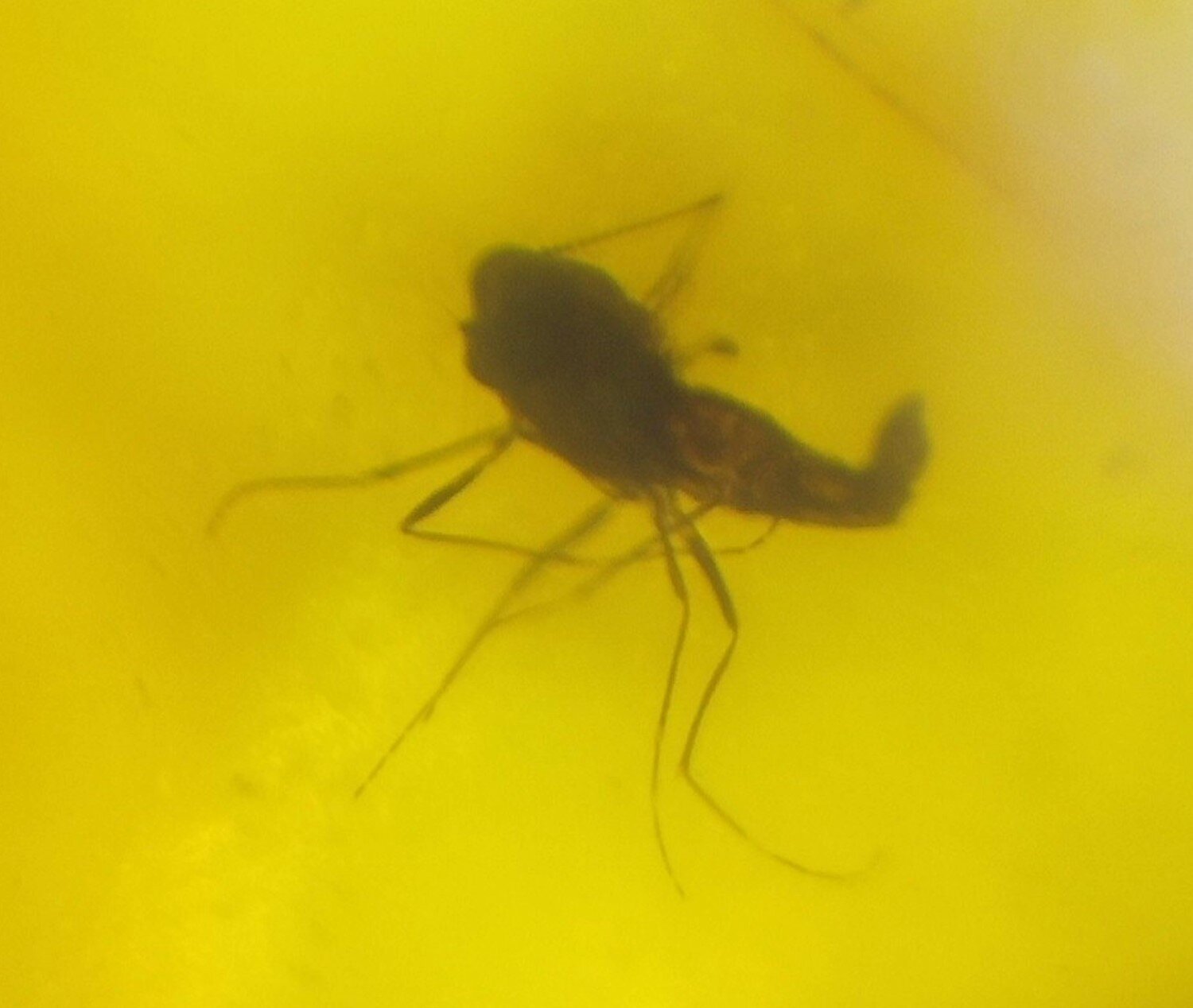 🪶 Rare Fossil Male Midge in Natural Dominican Yellow Amber 22mm – photo 3