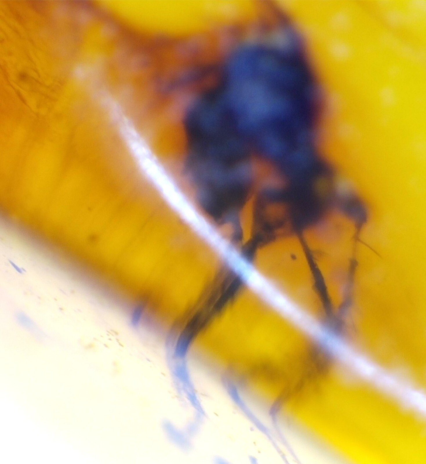 🟡 Natural Dominican Yellow Amber – Fossil Insect Inclusion – photo 5