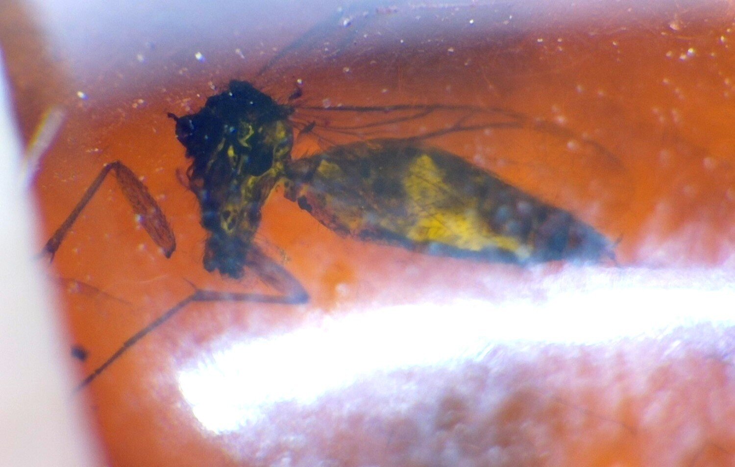 Natural Dominican Clear Amber – Polished Stone with Wasp Inclusion (Hymenoptera) – photo 3