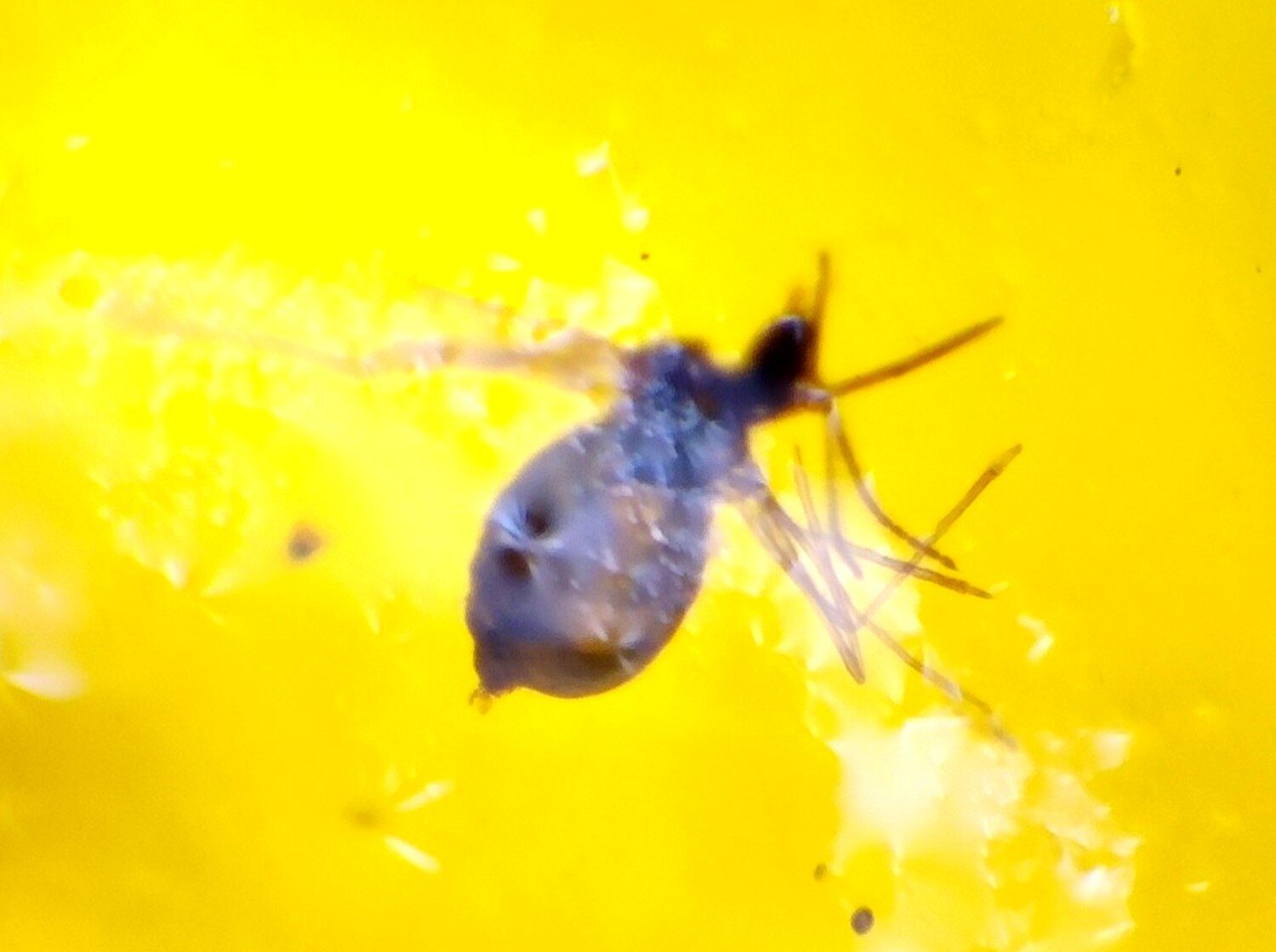 Natural Dominican Clear Amber – with Fly/Midge Inclusion (Diptera) | 15mm – photo 3