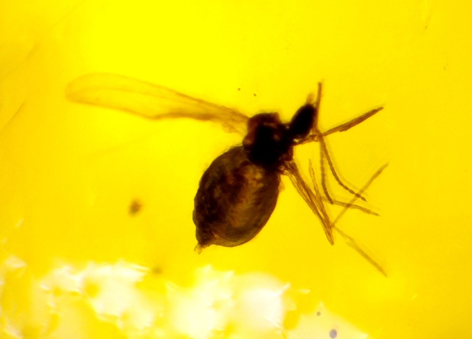 Natural Dominican Clear Amber – with Fly/Midge Inclusion (Diptera) | 15mm – photo 4