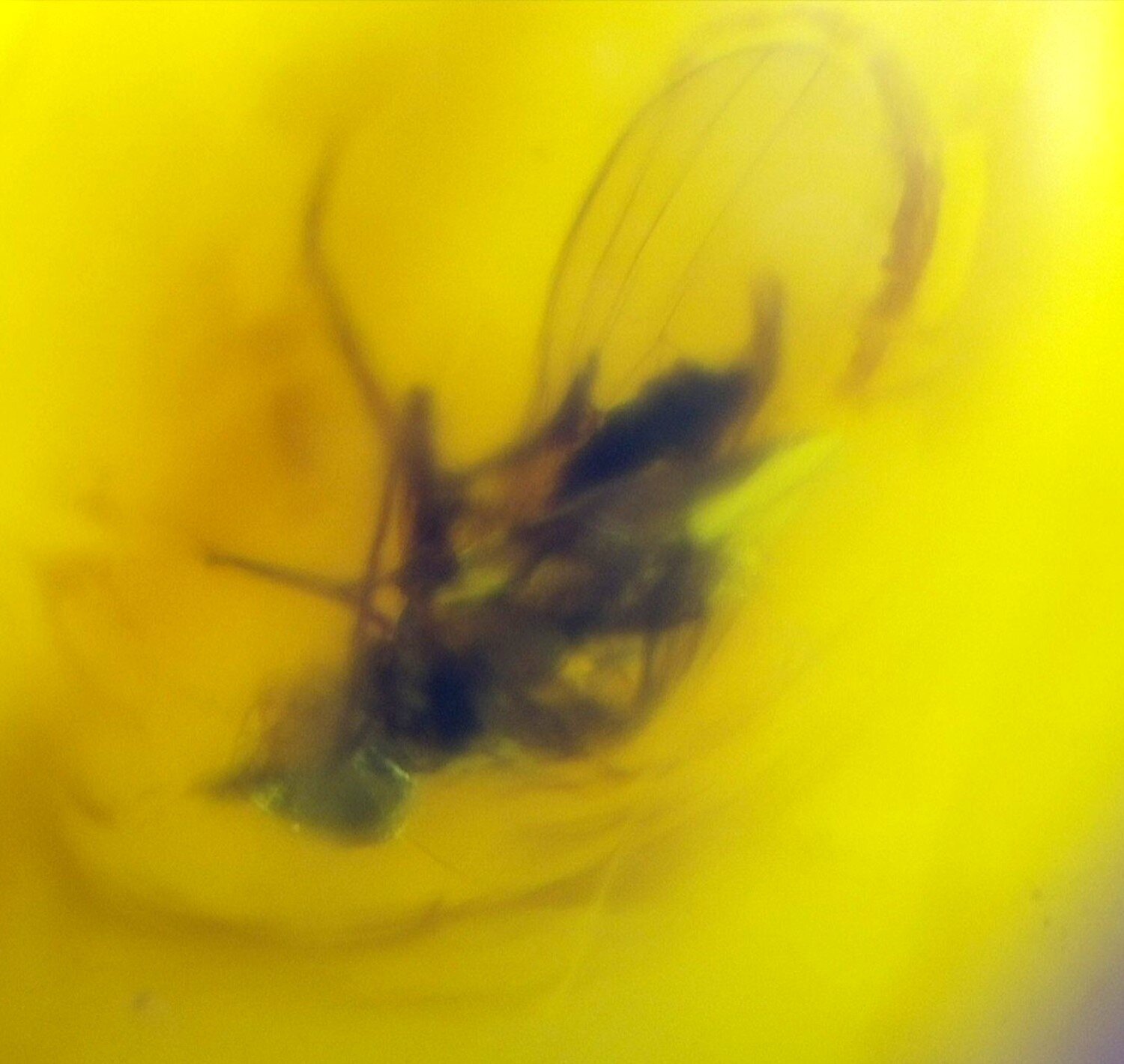 Natural Dominican Amber Polished Stone (24mm) — Fossil Insect Inclusion – photo 6